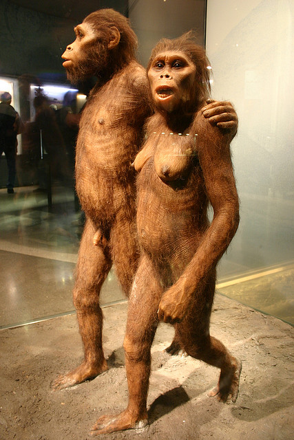 Model of Australopithecus. Source of image: www.flickr.com/photos/ideonexus/2956445602/in/photostream/