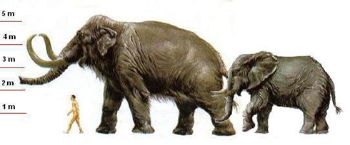 Size comparison between Mammoth (Ice age), man and today's elephants.