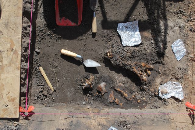 Bones from archeological site Blackwater Draw in New Mexico. Image: https://theclovissite.wordpress.com/2013/06/03/an-excursion-to-water-canyon/