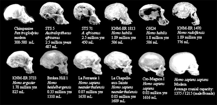 Prehistoric humans  - skull size comparation