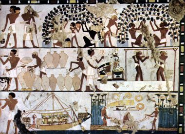 Grape cultivation in Ancient Egypt. 