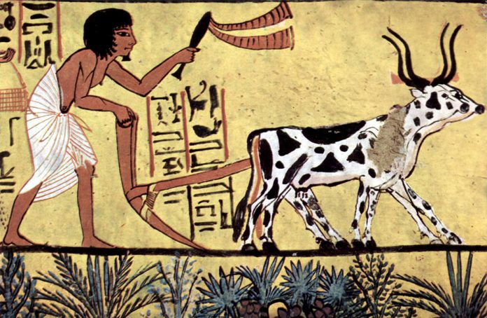 Ploughing-with-a-yoke-of-horned-cattle-in-AncientEgypt Ploughing with a yoke of horned cattle in Ancient Egypt from the burial chamber of pharaoh Sennedjem