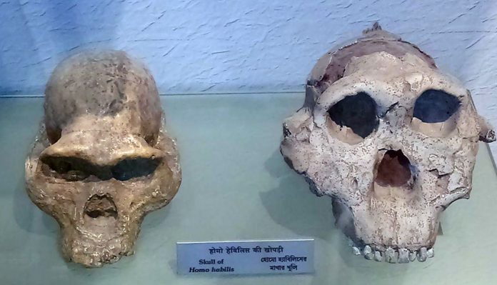 Skull of Homo habilis